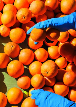 PRODUCCIÓN PRIMARIA BV